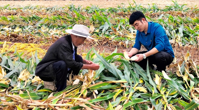 駐村情意深 助農(nóng)秋收忙