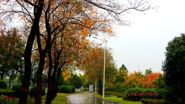 詩情畫意！秋冬之交一場雨 別樣周口落葉美