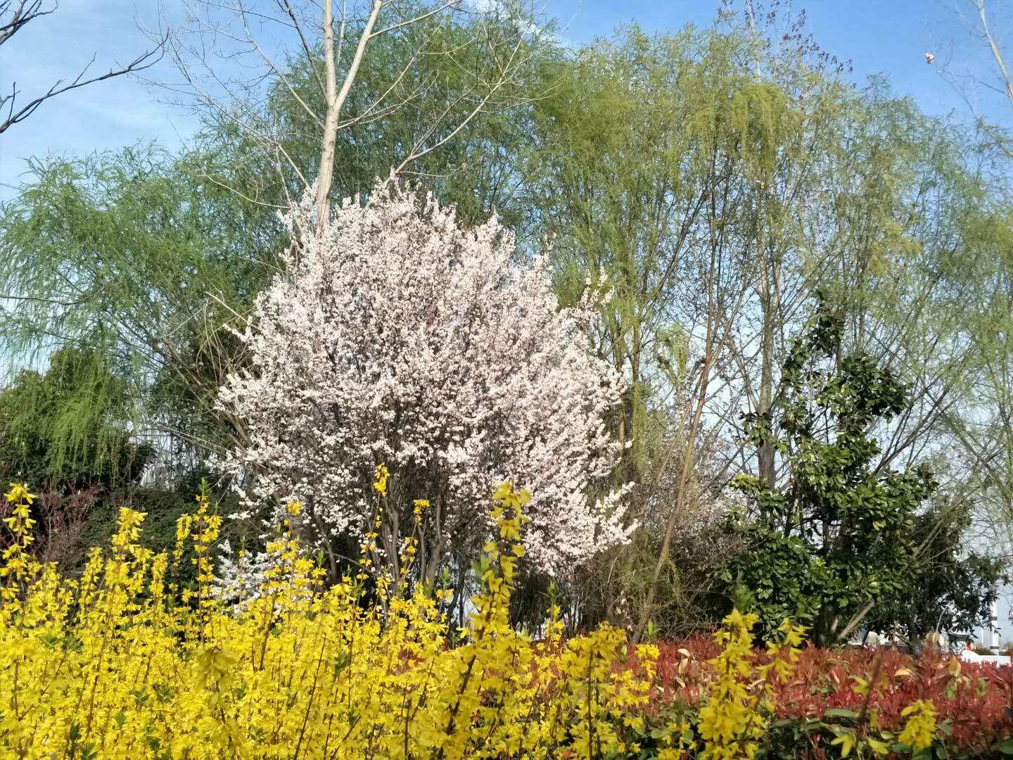 春天里，我們一起來看花