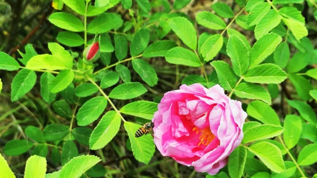 鐵路主題公園：玫瑰花開正當(dāng)時